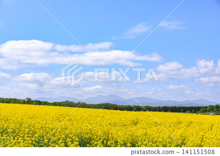 A field of rapeseed flowers in full bloom in Takikawa City, Hokkaido [May] 141151508