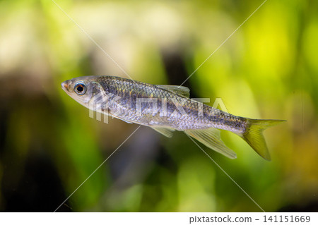 一條淺色的鯷魚在水族箱中優雅地遊動。 一條淺色的鯷魚在水族箱中優雅地遊動。 141151669