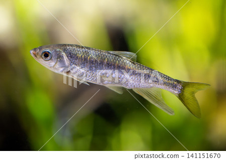 The sight of a pale chub swimming gracefully in the aquarium. The sight of a pale chub swimming gracefully in the aquarium. 141151670