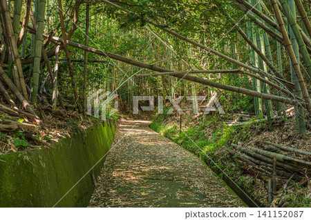 A path through a bamboo grove where sunlight filters through the trees - Ogi, Otsu City, Shiga Prefecture A path through a bamboo grove where sunlight filters through the trees - Ogi, Otsu City, Shiga Prefecture 141152087