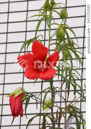 Bright red flowers of the Japanese maple tree - July 2026 Bright red flowers of the Japanese maple tree - July 2026 141152095