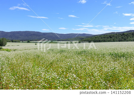 A buckwheat field in full bloom, viewed from a silvery hill in Horokanai Town, Hokkaido [August] 141152208
