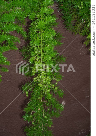 年輕的蘆筍 aethiopics 水果 - 2026 年 7 月 年輕的蘆筍 aethiopics 水果 - 2026 年 7 月 141152333