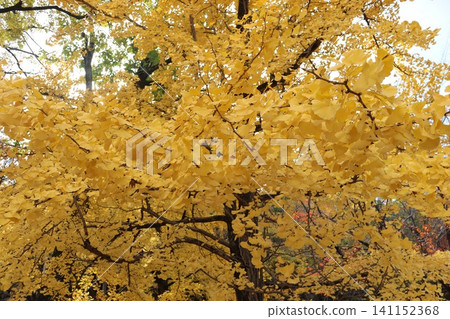 Autumn scenery at Osaka Castle Park Autumn scenery at Osaka Castle Park 141152368
