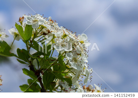 Common hawthorn blooms with white flowers against a cloudy sky during springtime in a natural setting Common hawthorn blooms with white flowers against a cloudy sky during springtime in a natural setting 141152459