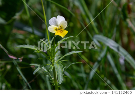 Beautiful sweet violet blooms with yellow flowers and heart-shaped leaves thriving in a lush woodland setting during springtime Beautiful sweet violet blooms with yellow flowers and heart-shaped leaves thriving in a lush woodland setting during springtime 141152460