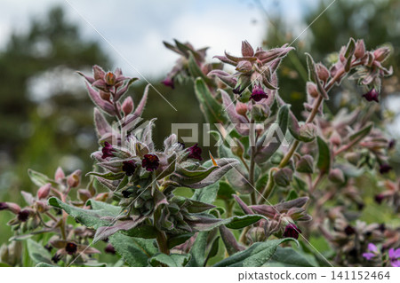 Brown gromwell blooms attract attention with dark flowers and fuzzy bracts in natural habitat during bright daylight Brown gromwell blooms attract attention with dark flowers and fuzzy bracts in natural habitat during bright daylight 141152464