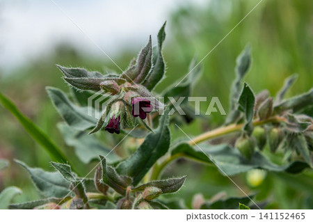 Brown gromwell features dark flowers and grayish leaves in natural habitat during a sunny day in spring Brown gromwell features dark flowers and grayish leaves in natural habitat during a sunny day in spring 141152465