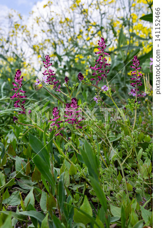 Common Fumitory blooms in vibrant purplish-pink shades among lush greenery on a sunny day in a wildflower meadow Common Fumitory blooms in vibrant purplish-pink shades among lush greenery on a sunny day in a wildflower meadow 141152466