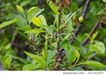 Prunus spinosa Blackthorn shrub with small green fruits growing densely among vibrant foliage in a natural setting 141152473