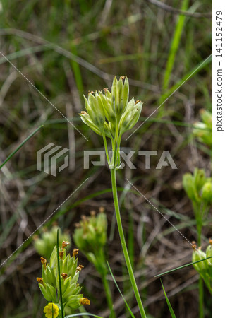 Cowslip flowers of Primula veris bloom in early spring revealing delicate green clusters in a grassy meadow setting Cowslip flowers of Primula veris bloom in early spring revealing delicate green clusters in a grassy meadow setting 141152479