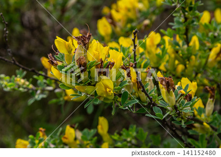 Bright yellow flowers of the Siberian Peashrub bloom abundantly on a hardy shrub in a sunny garden during springtime Bright yellow flowers of the Siberian Peashrub bloom abundantly on a hardy shrub in a sunny garden during springtime 141152480