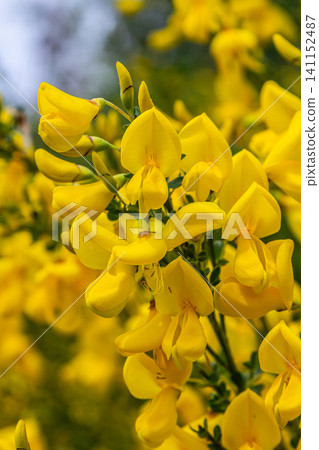 Bright yellow blossoms of Cytisus scoparius thrive in a natural landscape during spring season in a sunny garden setting Bright yellow blossoms of Cytisus scoparius thrive in a natural landscape during spring season in a sunny garden setting 141152487