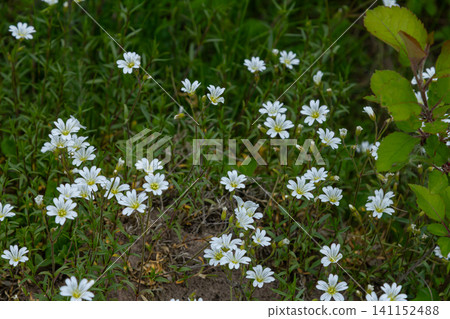 Greater stitchwort blooms abundantly in a green field during spring showcasing delicate white flowers with intricate clefts Greater stitchwort blooms abundantly in a green field during spring showcasing delicate white flowers with intricate clefts 141152488