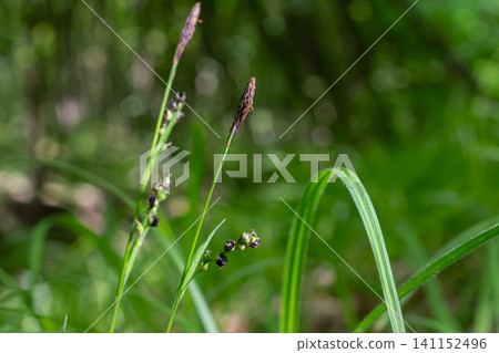 Perennial sedge with dark spikelets thriving in lush wet meadow habitat during the warm growing season Perennial sedge with dark spikelets thriving in lush wet meadow habitat during the warm growing season 141152496
