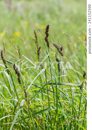 Close-up view of Dactylis glomerata growing in a lush meadow under sunlight showcasing its spikelet clusters and green foliage Close-up view of Dactylis glomerata growing in a lush meadow under sunlight showcasing its spikelet clusters and green foliage 141152500