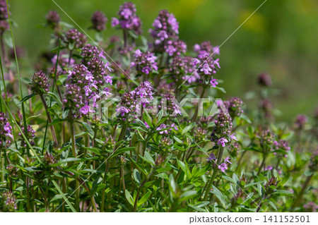 Wild thyme blooms abundantly in a sunny meadow showcasing small purple flowers and lush green leaves during the early summer season Wild thyme blooms abundantly in a sunny meadow showcasing small purple flowers and lush green leaves during the early summer season 141152501