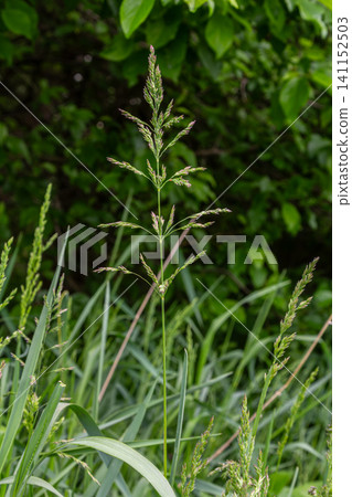 Kentucky bluegrass showcases its open panicle structure in a lush green setting during a sunny day in early summer 141152503