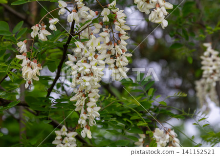 Robinia pseudoacacia blooms with fragrant white flowers in a lush green setting during springtime Robinia pseudoacacia blooms with fragrant white flowers in a lush green setting during springtime 141152521