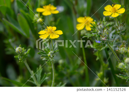 Hoary Cinquefoil blooming in a lush meadow during spring showcasing bright yellow flowers and distinct silvery foliage for nature enthusiasts Hoary Cinquefoil blooming in a lush meadow during spring showcasing bright yellow flowers and distinct silvery foliage for nature enthusiasts 141152526