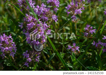 Exploring a vibrant patch of Thymus serpyllum with delicate pink-purple flowers and a snail gracefully climbing a stem in a sunlit garden Exploring a vibrant patch of Thymus serpyllum with delicate pink-purple flowers and a snail gracefully climbing a stem in a sunlit garden 141152530