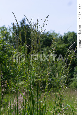 Healthy Poa pratensis flourishing in a sunny meadow surrounded by lush greenery in early summer showcasing vibrant growth and open panicles Healthy Poa pratensis flourishing in a sunny meadow surrounded by lush greenery in early summer showcasing vibrant growth and open panicles 141152532