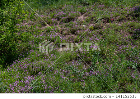 Vibrant carpet of thymus serpyllum blooms in a sunny meadow showcasing small pink-purple flowers amidst lush green grass Vibrant carpet of thymus serpyllum blooms in a sunny meadow showcasing small pink-purple flowers amidst lush green grass 141152533
