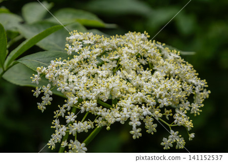Elder shrub in full bloom displaying white inflorescences among lush green foliage in a natural setting during springtime Elder shrub in full bloom displaying white inflorescences among lush green foliage in a natural setting during springtime 141152537