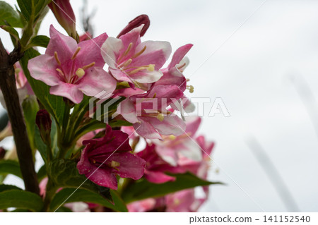 Vibrant weigela florida blooms showcasing pink bell-shaped flowers in a garden during springtime Vibrant weigela florida blooms showcasing pink bell-shaped flowers in a garden during springtime 141152540