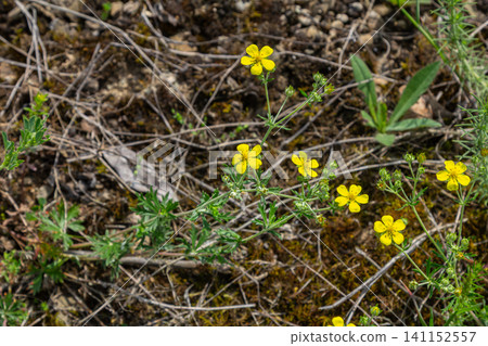 Potentilla argentea blooms in a natural habitat with vibrant yellow flowers and silvery green foliage on a sunny day Potentilla argentea blooms in a natural habitat with vibrant yellow flowers and silvery green foliage on a sunny day 141152557