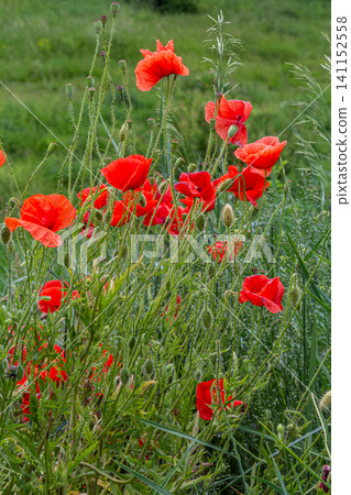 Vibrant red papaver rhoeas blossoms sway gently in a lush green field during a bright sunny day in spring Vibrant red papaver rhoeas blossoms sway gently in a lush green field during a bright sunny day in spring 141152558