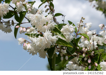 Abundant white flowers of Deutzia bloom on a decorative shrub in full spring display against a bright blue sky Abundant white flowers of Deutzia bloom on a decorative shrub in full spring display against a bright blue sky 141152562