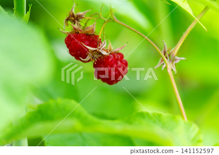 Ripe raspberry In the fruit garden. Ripe raspberry In the fruit garden. 141152597