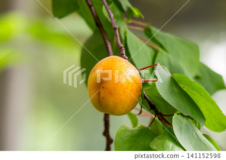 Apricots are ripening Apricots are ripening 141152598