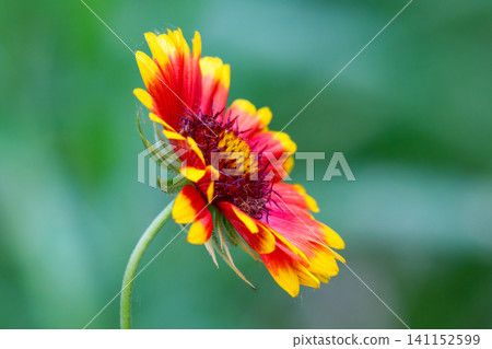 Beautiful Gaillardia flower growing in a garden Beautiful Gaillardia flower growing in a garden 141152599