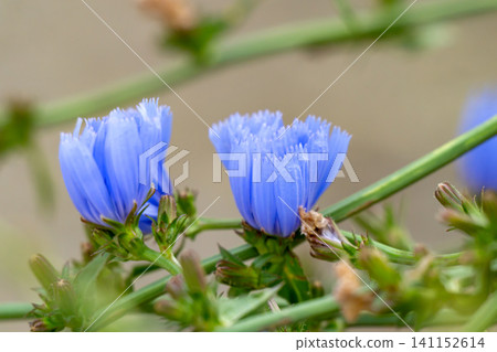 Blooming blue chicory flower Blooming blue chicory flower 141152614