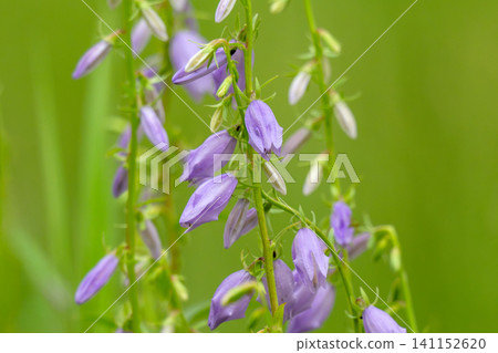 Blue Campanula trachelium blossom Blue Campanula trachelium blossom 141152620