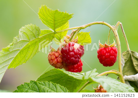 Ripe raspberry In the fruit garden. Ripe raspberry In the fruit garden. 141152623