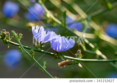 Blooming blue chicory flower Blooming blue chicory flower 141152627