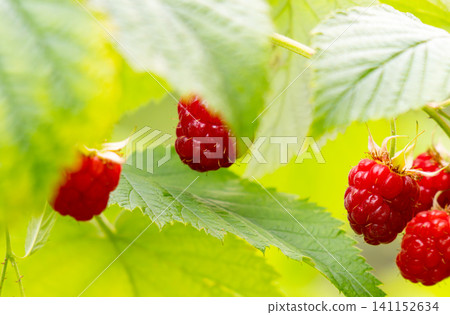 Ripe raspberry In the fruit garden. 141152634