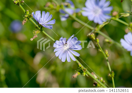 Blooming blue chicory flower Blooming blue chicory flower 141152651