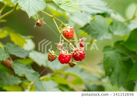 Ripe raspberry In the fruit garden. Ripe raspberry In the fruit garden. 141152656