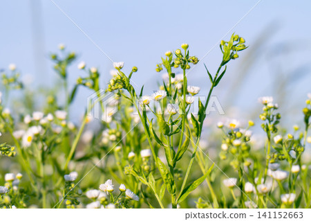 abstract blossom flowers abstract blossom flowers 141152663