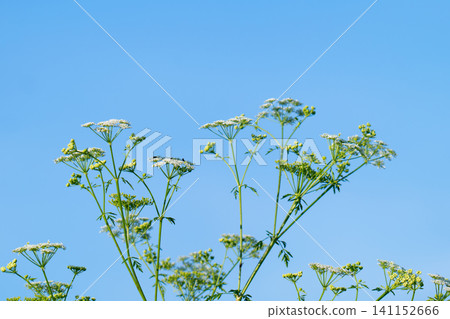 abstract blossom flowers abstract blossom flowers 141152666