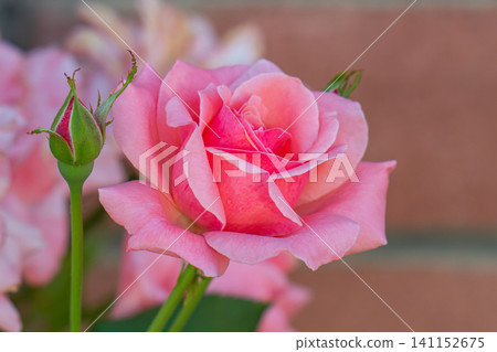 Pink roses in bloom 141152675