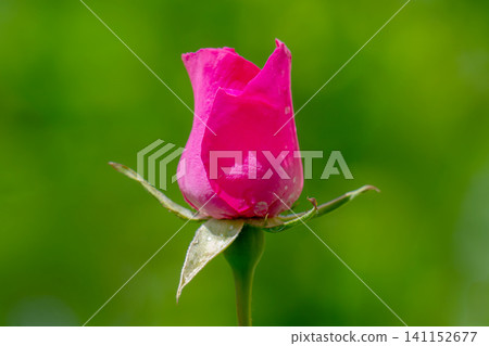 Pink roses in bloom Pink roses in bloom 141152677