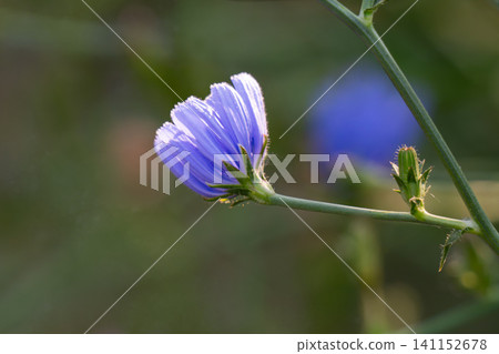 Blooming blue chicory flower 141152678