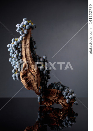Blue grapes and weathered snag on a black reflective background. Blue grapes and weathered snag on a black reflective background. 141152789