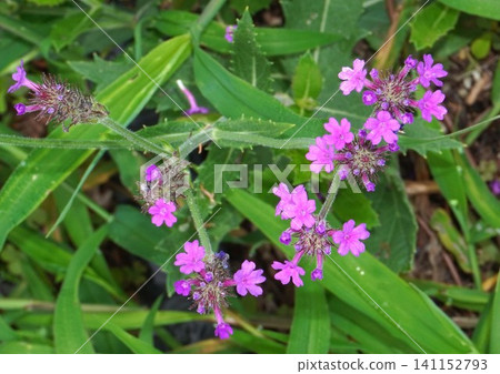 Perennial verbena flowers - July 2026 Perennial verbena flowers - July 2026 141152793