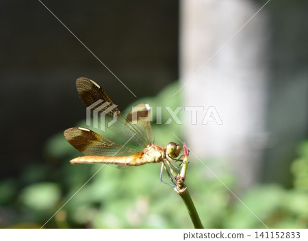 A dragonfly perched on a branch: Sympetrum parvulum A dragonfly perched on a branch: Sympetrum parvulum 141152833
